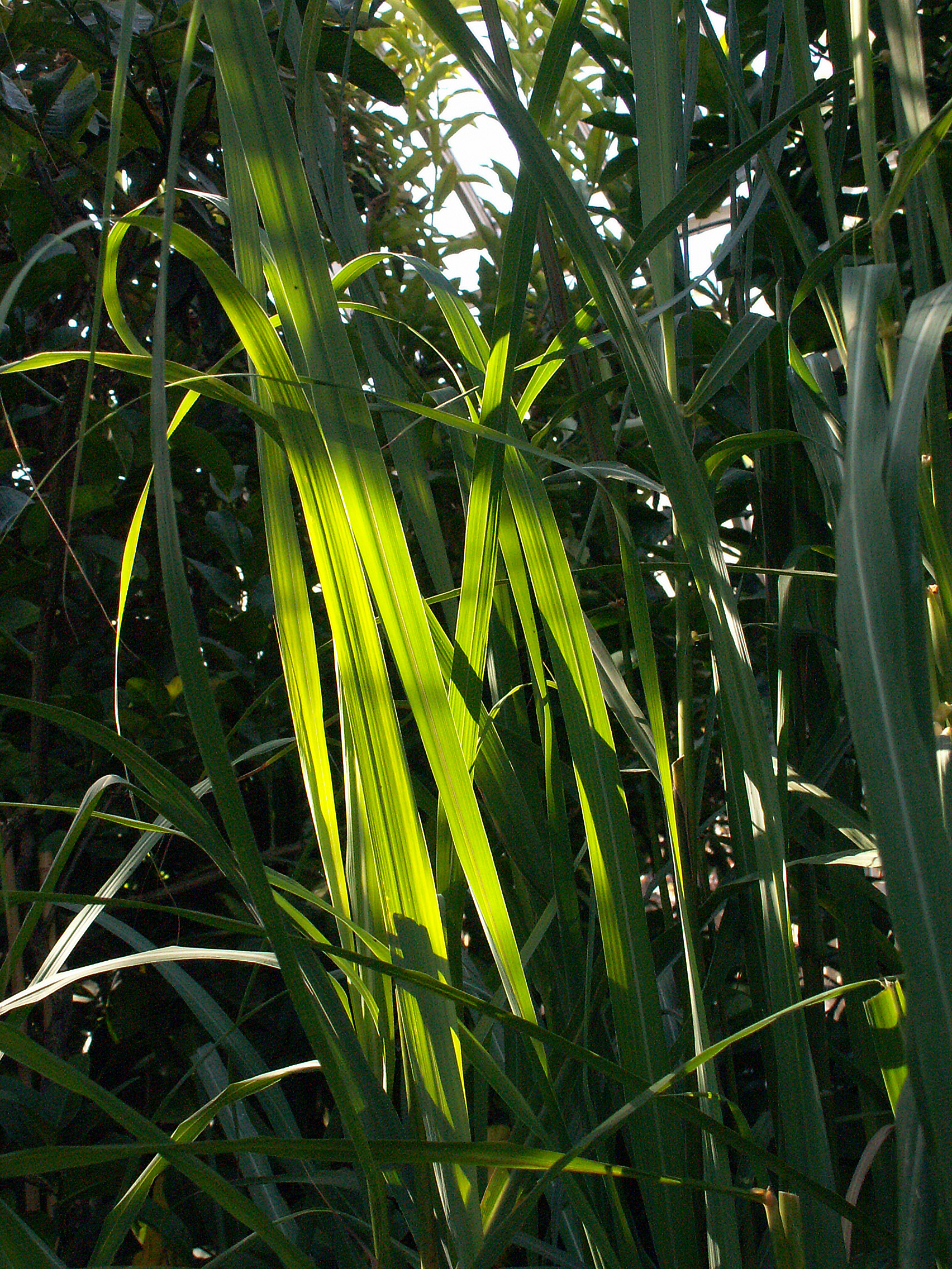 Cymbopogon flexuosus